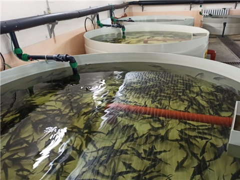 Реконструкция рыбного цеха для разведения мальков