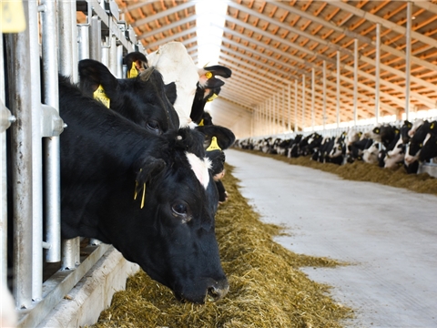 Создание животноводческого комплекса мясного направления