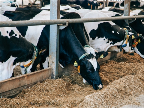 Строительство фермы по откорму КРС на 400 голов