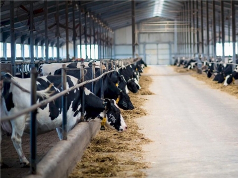 Строительство молочно-товарной фермы