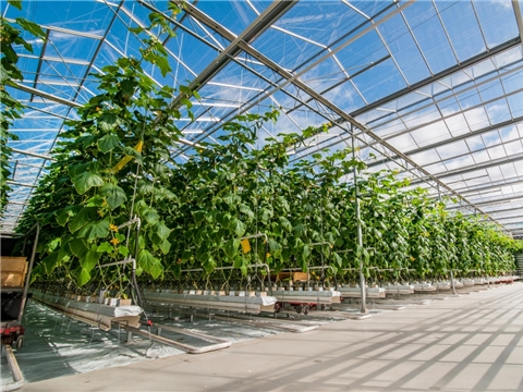 Строительство тепличного комплекса