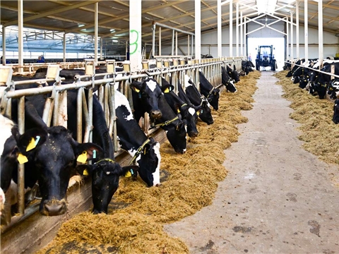 Строительство роботизированной фермы молочного направления на 1000 голов