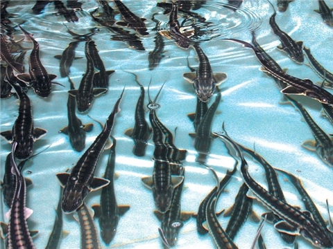 Разведение осетровых пород рыб