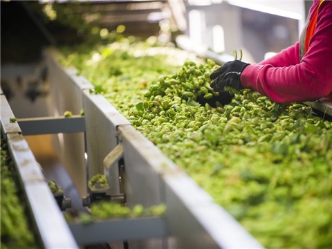 Строительство хмелесушильного комплекса и закладка многолетних насаждений