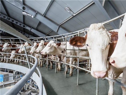 Строительство товарно-молочной фермы на 600 голов, ООО "Красное Сормово"