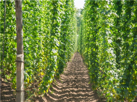 Производство хмеля 