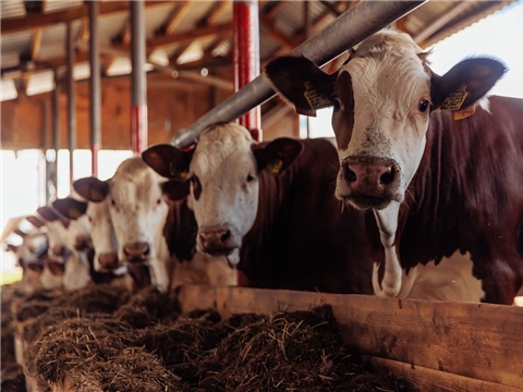 Строительство молочно-товарной фермы на 1000 голов