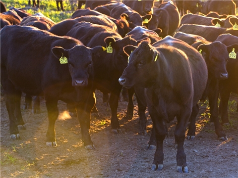 Создание селекционной лаборатории племенного животноводства со строительством помещения для содержания племенных быков производителей АО «Чувашское» по племенной работе