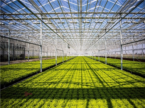 Строительство тепличного комплекса для выращивания и переработки зелени и салатов с применением технологий досвечивания, отопления и гидропоники