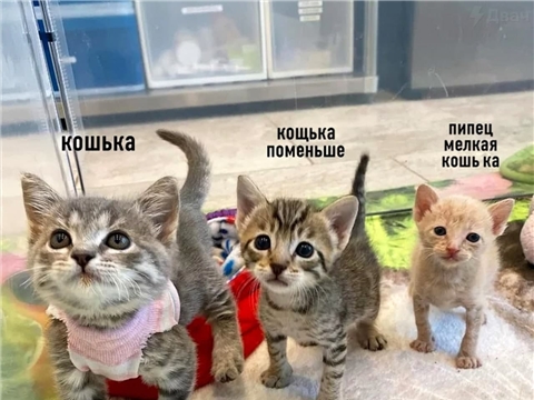 Тестовая новость