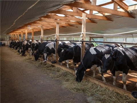 Строительство молочно-товарной фермы на 1000 голов, ООО «Родина»