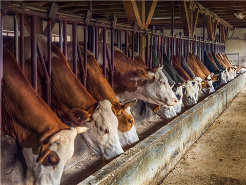 Строительство молочно-товарной фермы на 800 голов, ООО Агрофирма «Пионер»