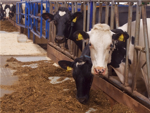 Строительство животноводческого комплекса молочного направления на 1200 дойных коров, ООО «ЧебоМилк»